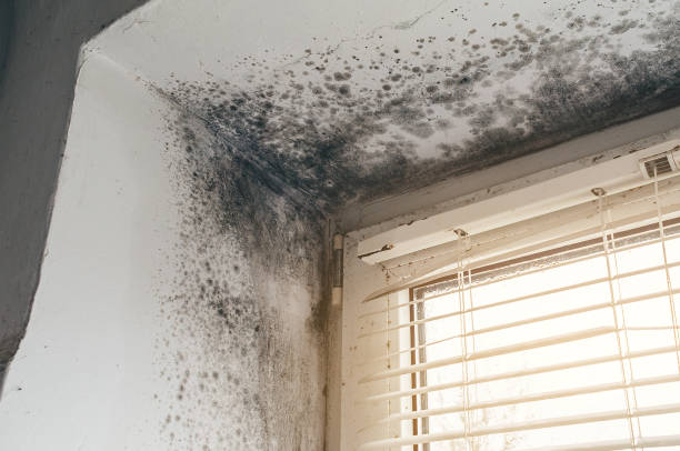 Affordable Black Mold Remediation solutions in Canyon Lake, TX